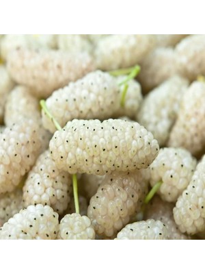 Fidan Sepetim 6 Yaş Aşılı Beyaz Dut Fidanı