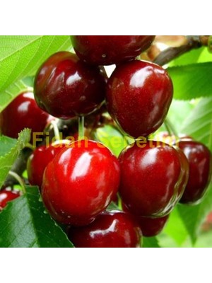 Fidan Sepetim 4 Yaş Aşılı Yarımca (Early Burlat) Kiraz Fidanı 'Yarı Bodur'