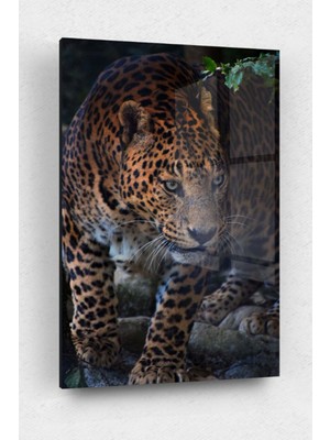 Marsilyan Leopar Cam Tablo, Leopar Tablo, Doğa Tabloları, Duvar Dekor, Büyük Tablo, Cam Duvar Tablo