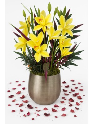Golden Orchid Premium – Sarı Orkide Metal Saksı Aranjmanı