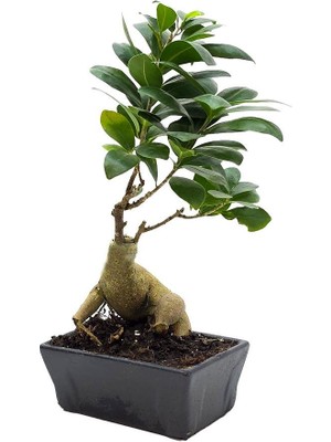 Gardenkoala Ginseng Bonsai 50 - 90 gr – Ficus Microcarpa 'ginseng' –  Seramik Saksı