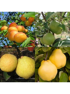 Fidan Sepetim 4'lü Meyve Fidanı Paketi (Kayısı-Elma-Armut-Ayva)