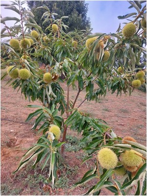 AnkaBahçe Kestane Fidanı - Tüplü 2 Yaş