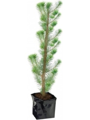 AnkaBahçe Fıstık Çamı Fidanı Tüplü 70 cm