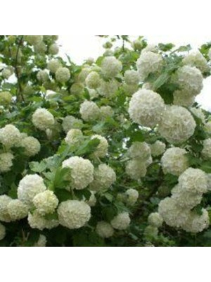 AnkaBahçe Kartopu Fidanı 30-40 cm Boy