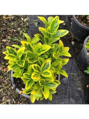 AnkaBahçe 8 Adet Saksıda Gold Taflan Boy 35-45CM