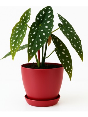 Melkan Home 6 Litre Begonya Saksı – 22X21 cm Mat Bitki Saksısı | Iç ve Dış Mekana Uyumlu Dayanıklı Çiçek Saksı