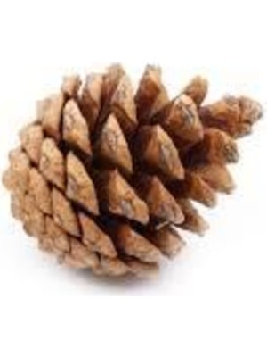 Empressco Doğal Çam Kozalağı 10'lu Set, Dekoratif Süs Kozalağı, Kahverengi