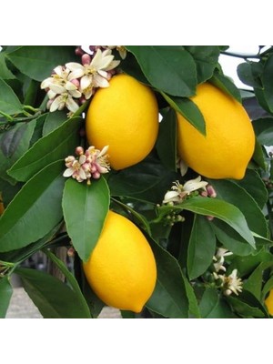 CetKing Sepetim 2 Yaş Aşılı 7 Veren(Yediveren) Mayer Limon Fidanı
