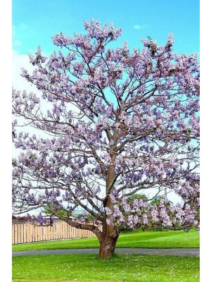 CetKing Look Tomentasa Paulowna Ağacı Tüylü Pavlonya Tohumu / 5 Adet Tohum TH-2022DSHNGLKTHM223