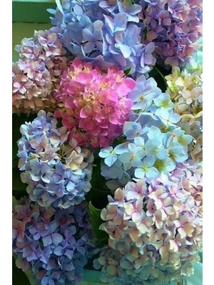 CetKing Look 15 Adet Soft Renkli Karışık Ortanca Çiçeği Tohumu TH-2022DSHNGLKTHM169