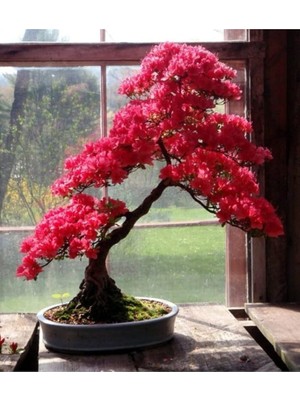 CetKing Look Pembe Yapraklı Bonsai Ağacı Tohumu-10 Adet TH-2022DSHNGLKTHM091