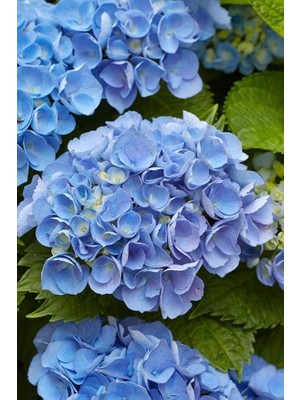 CetKing Look Lila Ortanca Çiçeği Tohumu-10 15 Adet TH-2022DSHNGLKTHM116