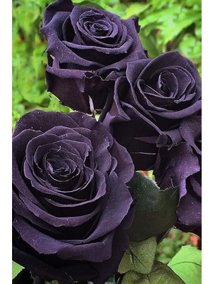 CetKing Look Aşı Siyah Gül Tohumu/halfeti Gülü, 5 Adet Tohum TH-THMCMTHM406