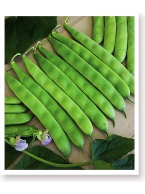 CetKing Tarım Ata Tohumu Yerli 40 Günlük Fasulye Sarıkız 50 Adet Tohum