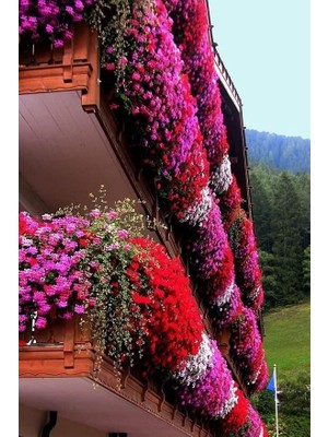 CetKing Look Bahce Balkon Saran Bol Çiçekli Etfarma Çiçeği 10 Adet Tohum TH-2022DSHNGLKTHM221