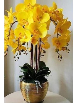 CetKing Look Pastel Sarı Renkli Orkide Çiçeği Tohumu 10 15 Adet TH-2022DSHNGLKTHM007