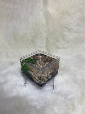 Bulmira Jel Mum Ile Yapılmış Kına-Nişan-Sünnet Vb. Özel Günleriniz Için Mum