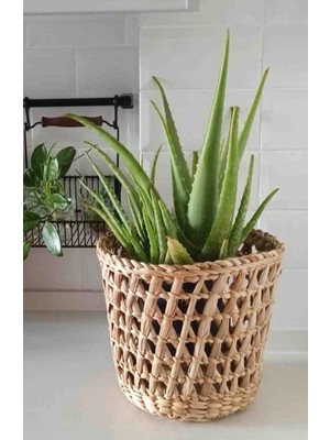 Ss Eral Koop Hasır Saksı Tasarım Dekoratif Balkon Bahçe Mutfak Dekorasyonu Modeli (Çap 21 cm Uzunluk 17 cm )
