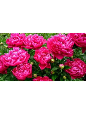 CSY 5 Adet Şakayık Çiçeği Yumrusu Soğanı.karışık Renk .yumru Boyu 10 cm .yeni Mahsul..