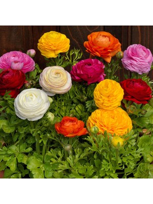 CSY 5 Adet Şakayık Çiçeği Yumrusu Soğanı.karışık Renk .yumru Boyu 10 cm .yeni Mahsul..