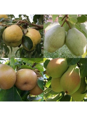 Fidan Sepetim 4 Çeşit Armut Fidanı Paketi