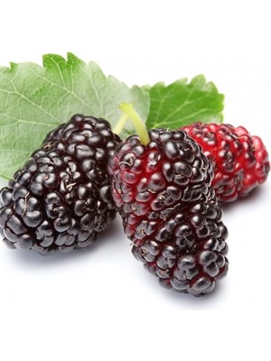 6 Yaş Aşılı Siyah Dut Fidanı