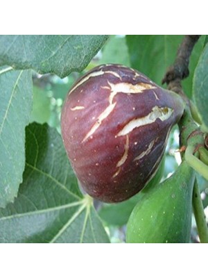 Fidan Sepetim 2 Yaş Kavak Incir Fidanı