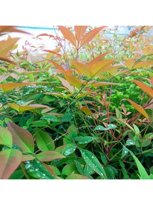 Fidan Sepetim 10 Adet Cennet Bambusu Bitkisi Paketi 'Nandina Domestica'