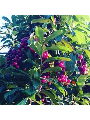 Fidan Sepetim 4 Yaş Karayemiş Fidanı(Laz Yemişi)