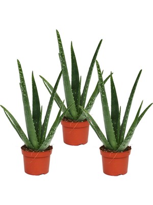 Aloe Vera Bitkisi Fiyatlar, Modelleri 151 rnle | Hepsiburada