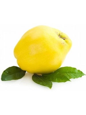 Fidan Sepetim 6 Yaş Aşılı Ekmek Ayva Fidanı