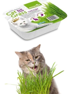 Vestark Royalist Kedi Çimi