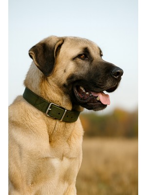 Güçlü Kalın Kangal Köpek Tasması