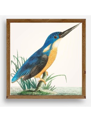 Buffer Kuş Ahşap Çerçeveli Tablo