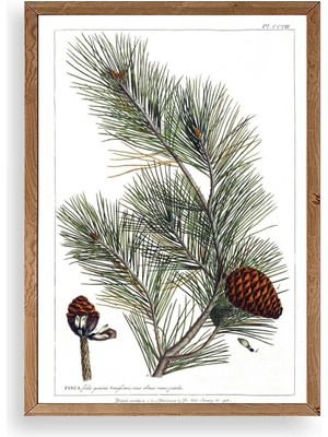 Buffer Çam Ahşap Çerçeveli Tablo