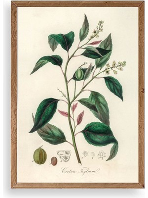 Buffer Yaprak Ahşap Çerçeveli Tablo