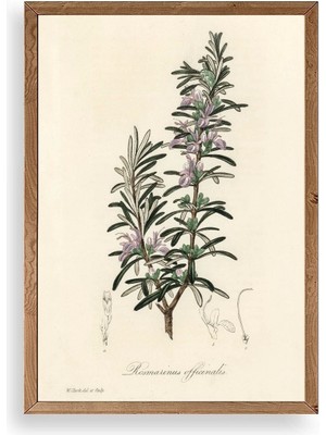 Buffer Yaprak Ahşap Çerçeveli Tablo