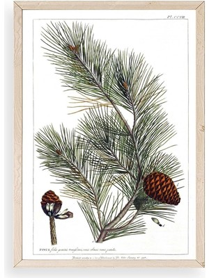 Buffer Çam Ahşap Çerçeveli Tablo