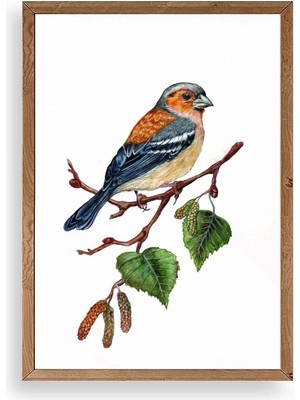 Buffer Kuş Ahşap Çerçeveli Tablo