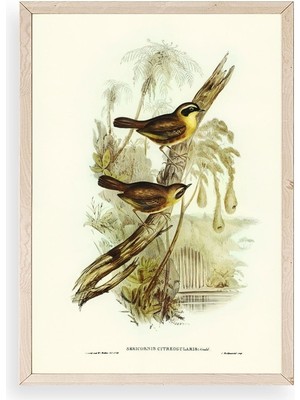 Buffer Kuşlar Ahşap Çerçeveli Tablo