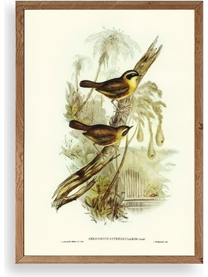 Buffer Kuşlar Ahşap Çerçeveli Tablo