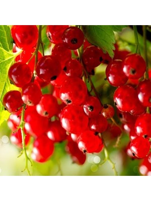 Fidan Sepetim 3 Yaş Kırmızı Frenk Üzümü Fidanı