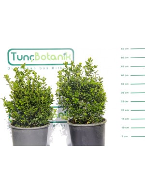 Tunç Botanik ŞİMŞİR ROTUNDİFOLİA - DÖRT MEVSİM YEŞİL ÇİT BİTKİSİ