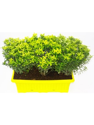 Tunç Botanik ALTUNİ ÇITIR TAFLAN - SARI SAKSIDA SEPERATÖR BİTKİ