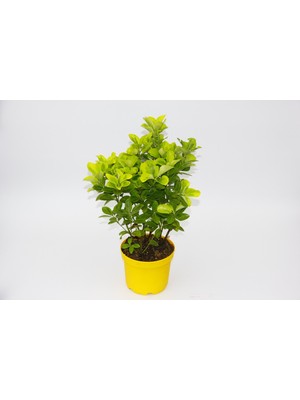 Tunç Botanik SARI GOLD TAFLAN EUONYMUS 5 ADET - SARI SAKSIDA HEDİYELİK