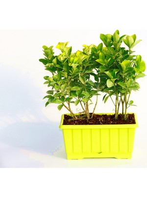 Tunç Botanik GOLD TAFLAN 5 ADET - SARI DEKORATİF SAKSIDA (6'LI DİKİM)