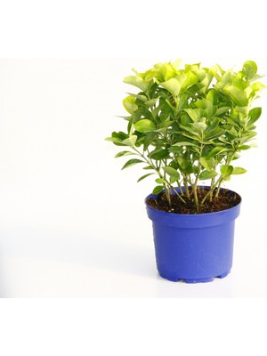 Tunç Botanik GOLD TAFLAN 5 ADET - MAVİ SAKSIDA HEDİYELİK