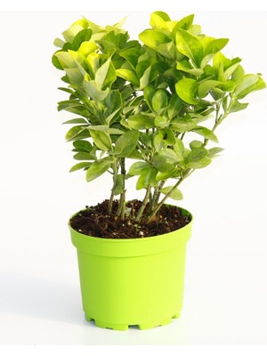 Tunç Botanik GOLD TAFLAN 5 ADET - YEŞİL SAKSIDA HEDİYELİK