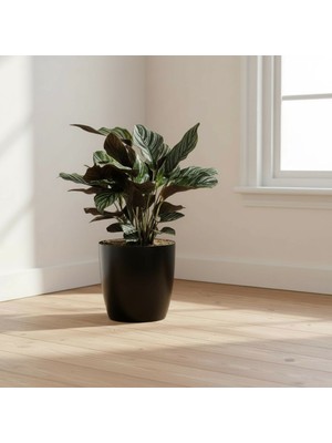 Bliss Yakut Parlak Plastik Çiçek Saksısı 7,4 Litre